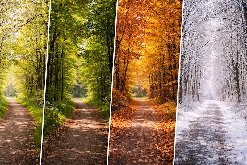chemin-evolution-temps Même chemin représenté à différentes saisons, illustrant le passage du temps et l’évolution au fil des changements.