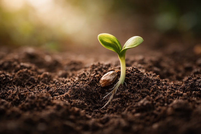 graine-germination-renouveau Graine en train de germer à travers le sol, laissant apparaître une jeune pousse verte éclairée par une lumière douce, symbole de renouveau et d’espoir.