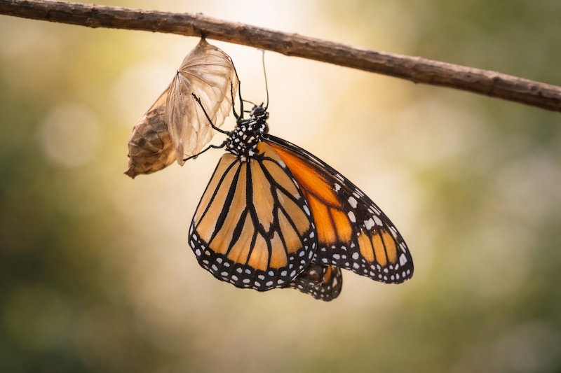 papillon-emergence-transformation Papillon émergeant de sa chrysalide, ailes encore partiellement déployées, éclairé par une lumière douce évoquant la transformation et l’espoir.