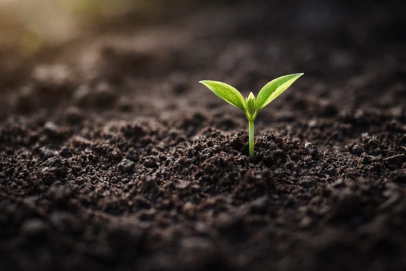 pousse-verte-petites-victoires-sp Petite pousse verte émergeant du sol sombre, symbole des petites victoires et de la croissance possible malgré les difficultés après un diagnostic de sclérose en plaques.